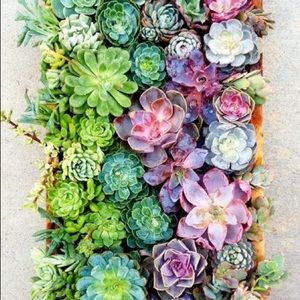 Meet your Posher, Miranda